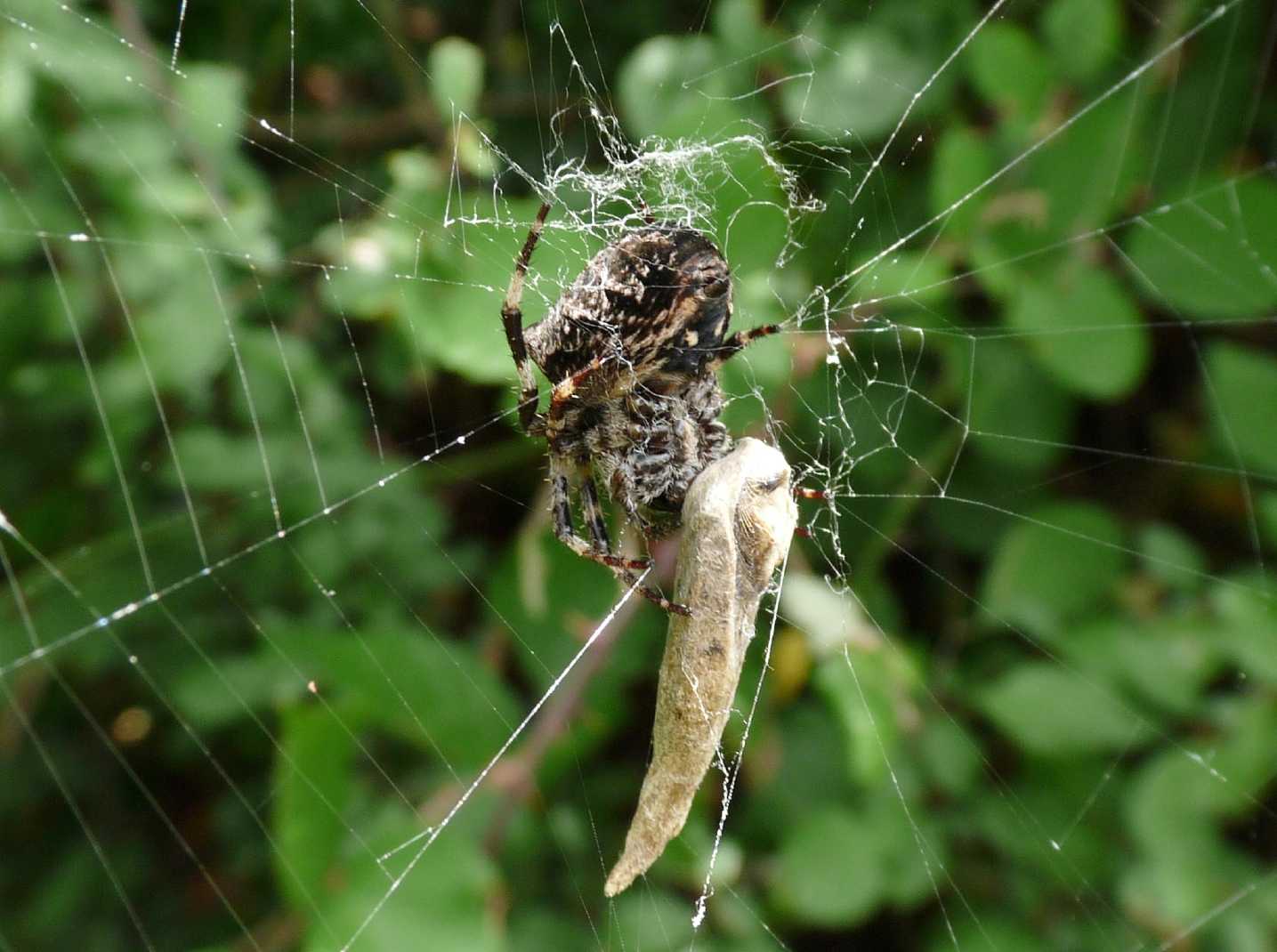 Araneus sp.